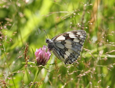 Marbled White (Melanargia galathea) Alan Prowse